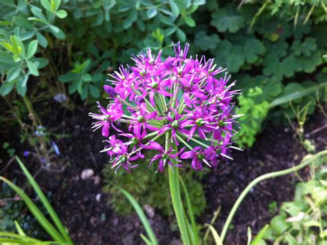 Allium Wallichii Seed