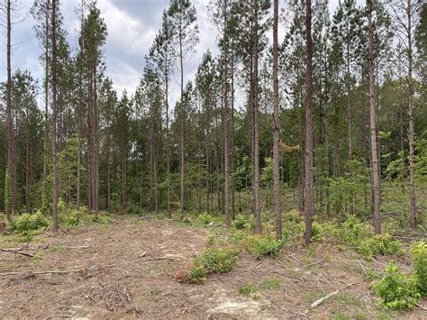 Whistling Pines Tract 1 Country Tracts Alabama Land For Sale