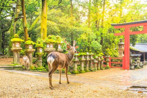 Rekomendasi Destinasi Day Trip Dari Kyoto Terbaik Tokyo Travel