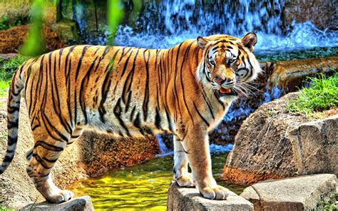 Stunning Tiger HD Wallpaper: Majestic Beauty in Nature