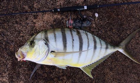 Mengenal Profil Ikan Gerong Belang Umpan