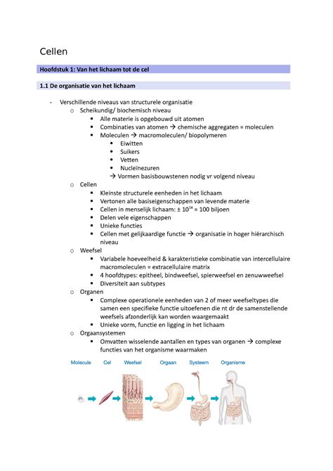 Cellen Smv Cellen Hoofdstuk Van Het Lichaam Tot De Cel De