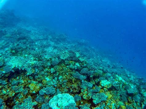 Maldives Snorkeling - The Unbelievable Underwater World