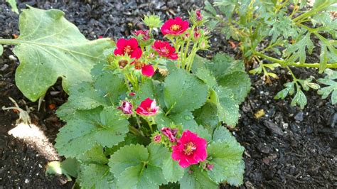 Red Flowering Strawberry Could Be New Garden Gem