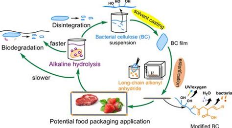 Robust Flexible And High Barrier Films From Bacterial Cellulose