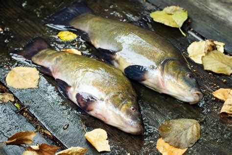 Рыба линь – 6 рецептов как приготовить линя вкусно | Fish, Food, Meat