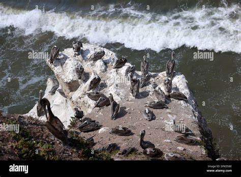 Views Of California Brown Pelican Birds On Pismo Beach California Usa
