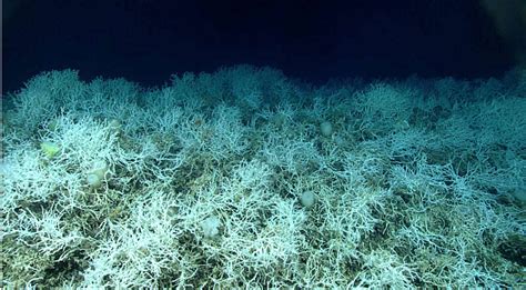 NOAA Maps Largest Coral Reef In The World