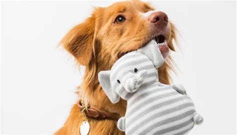 The Pet You Need In 2024, Based On Your Zodiac Sign