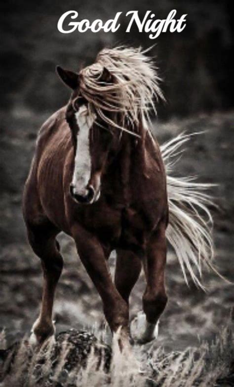 Pin By Lourie Gregory On Good Morning And Night Horses Pretty Horses