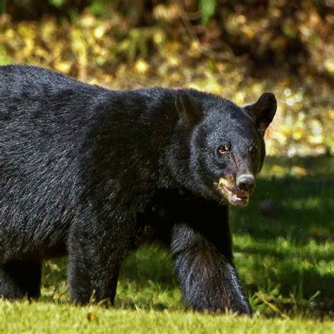 Exploring State Animals Discover Fascinating State Mammal Facts 50states