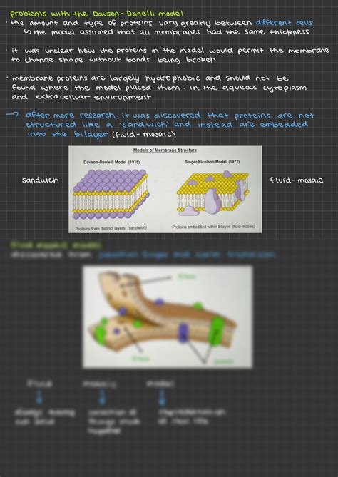 SOLUTION: 1 3 membrane structure ib bio - Studypool 