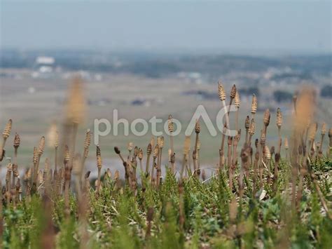 春の野原 高台の土筆② No 25996487｜写真素材なら「写真ac」無料（フリー）ダウンロードok