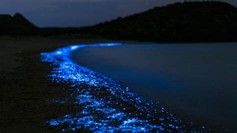 Playas Bioluminiscentes En M Xico Cu Ndo Y C Mo Visitarlas Para