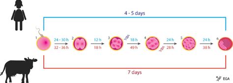 Timing Of The Early Development Of Human Blue Color And Bovine Red