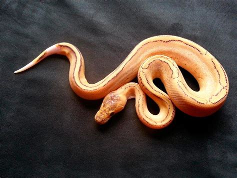 Pink Champagne - Morph List - World of Ball Pythons