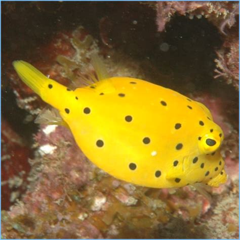 Yellow Boxfish | Pete's Aquariums & Fish