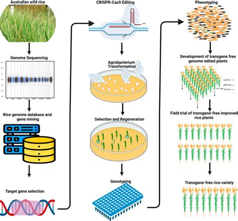 Frontiers Potential Of Genome Editing To Capture Diversity From