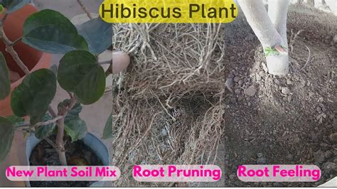 How To Grow Hibiscus Plant New Plant Potting Soil Mix Root Feeling