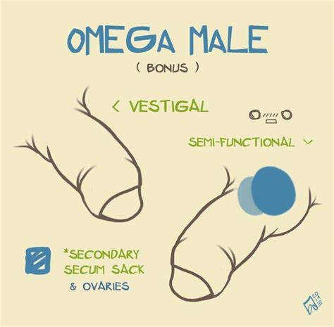 Anatomía del Omega masculino, Embarazo y Parto???? | •Omegaverse• Amino Amino🍌 Explorando a ...