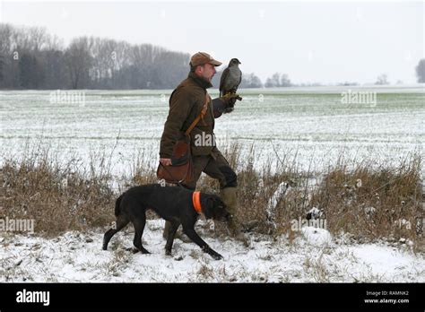 Hawk Falconer Falcon Hunting Hund Hi Res Stock Photography And Images