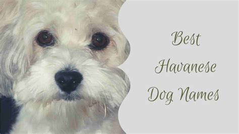 +100 Best Havanese Dog Names: Trends and Inspiration in 2024