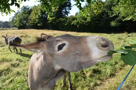 Donkey Portrait Head Free Photo On Pixabay Pixabay