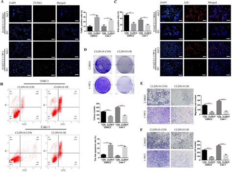 Cldn10 Overexpression Promotes Cells Apoptosis And Inhibits Cells