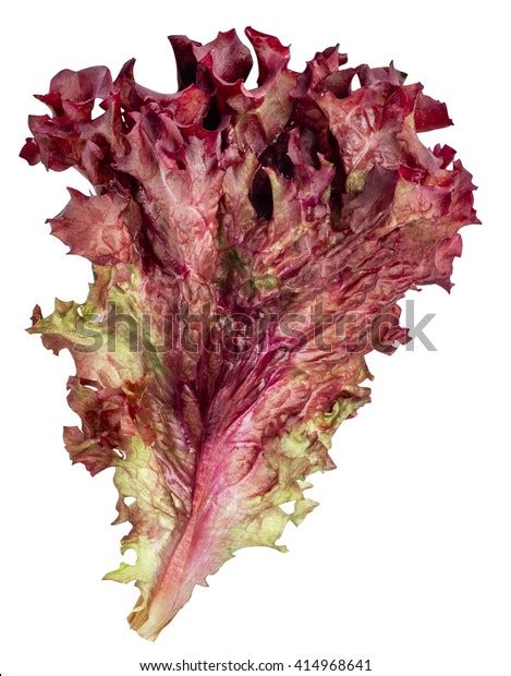 1 770 Red Lollo Lettuce Images Stock Photos Vectors Shutterstock