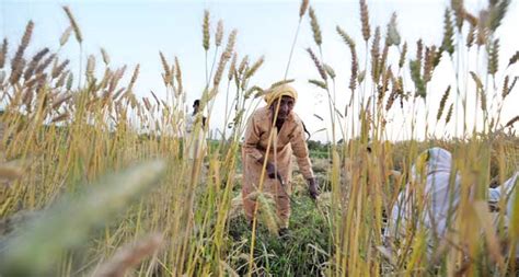 Farmers Protest Against Urea Price Hike In Dg Khan Daily Times