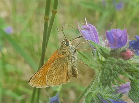 Rostfarbiger Dickkopffalter Ochlodes Sylvanus Flickr