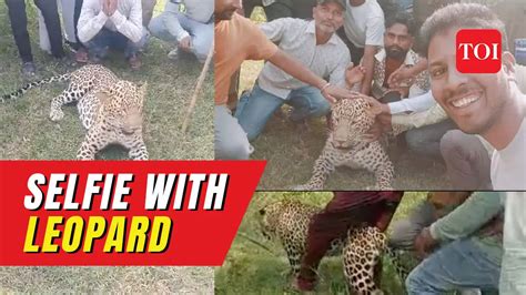 Villagers Take Selfies With Leopard Try To Ride It In Mps Dewas District