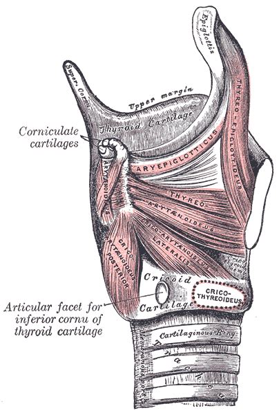 Cricoid cartilage - Location, Shape, Function and Pictures