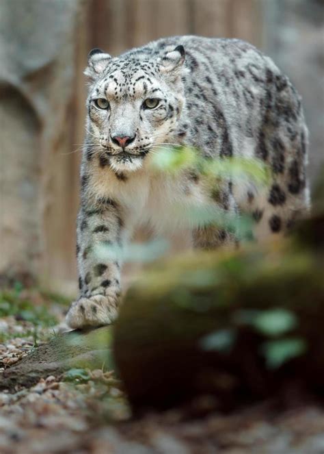 Snow leopard in zoo 9711215 Stock Photo at Vecteezy