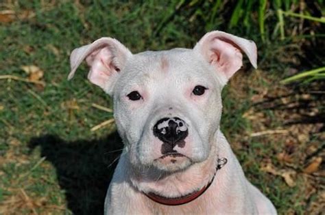 Pitbull Boxer Mix Pitbull Mix Puppies White Pitbull