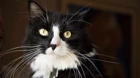 Tuxedo cats: 10 fun facts you need to know | PetsRadar