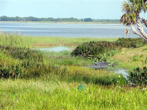 Florida Swamp Free Stock Photo Public Domain Pictures