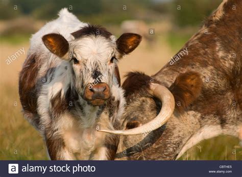 Longhorn kuh mit kalb Fotos und Bildmaterial in hoher Auflösung Alamy