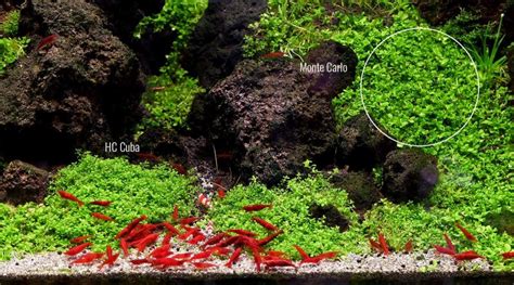 How To Grow HC Cuba Sevenports Nano Aquariums