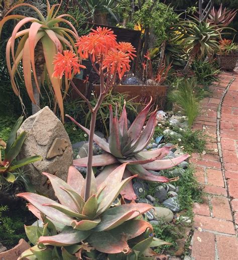 Nancy Englund S Succulent Mermaid S Garden Debra Lee Baldwin Garden