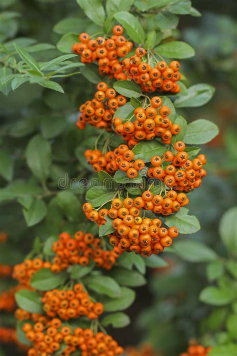 Pyracantha Firethorn Orangen Beeren Stockfoto Bild Von Beere Himmel