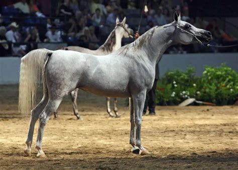 Le Pur Sang Arabe Races De Chevaux Contre Galop