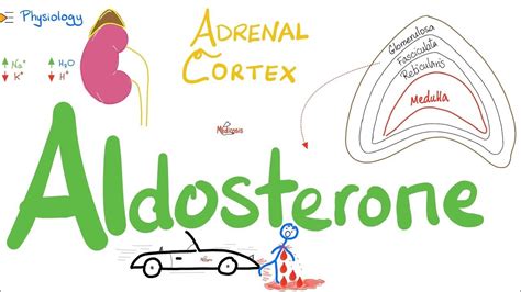 Mineralocorticoids Aldosterone Zona Glomerulosa Adrenal Cortex