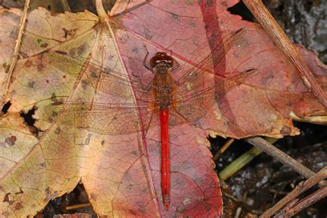 Observations From Meadowood January Audubon Society Of Northern Virginia