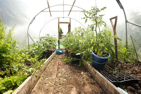 Lessons Ive Learned From Polytunnel Gardening