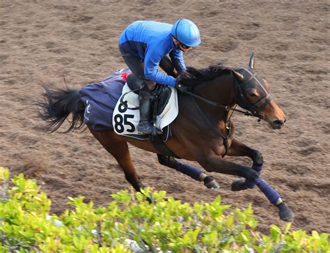 土曜メインレースの注目激走馬阪神11r米子ステークス（l） スポーツ報知