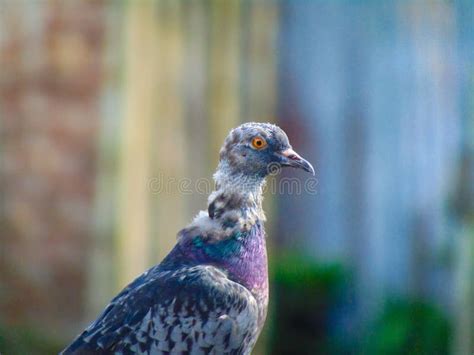 Racing Pigeon Columba Livia Domestica Adult Stray Perched On Fence