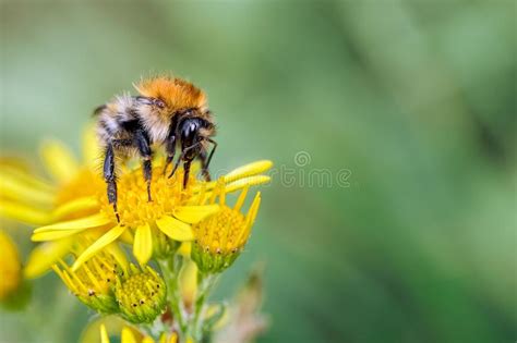 Bumblebee Nest Ground Stock Photos - Free & Royalty-Free Stock Photos from Dreamstime