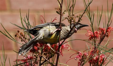 Birds Australian National Botanic Gardens