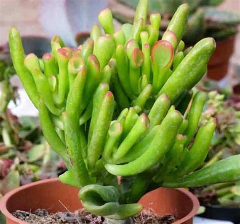 Types De Plantes De Jade Crassula Goodgardenthing